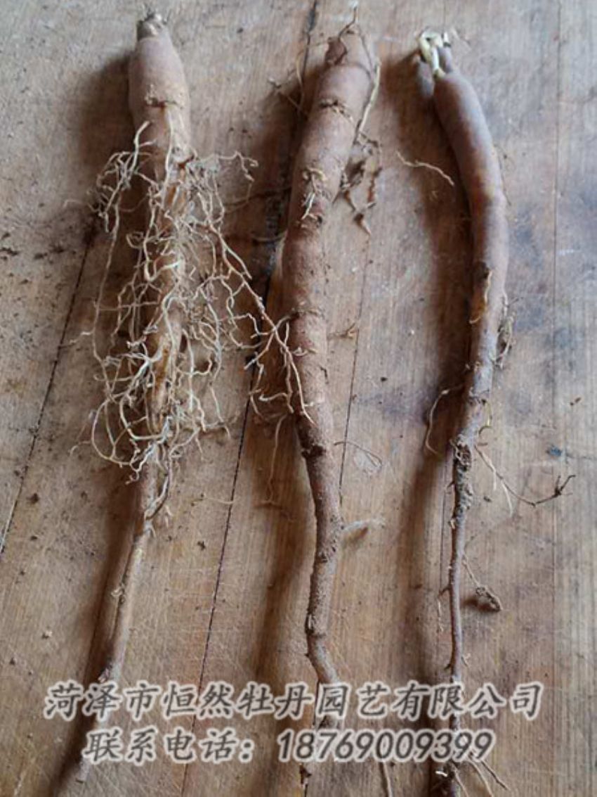 點擊查看詳細信息<br>標題：一年芍藥苗 閱讀次數(shù)：1025