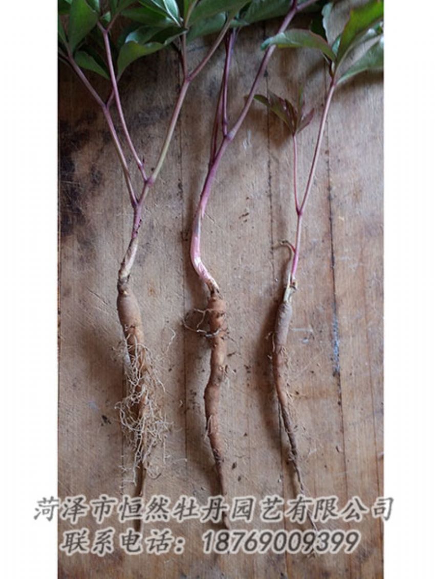 點擊查看詳細信息<br>標題：一年芍藥苗 閱讀次數(shù)：983