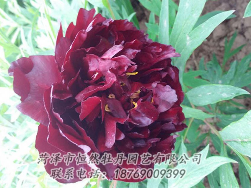 點(diǎn)擊查看詳細(xì)信息<br>標(biāo)題：黑色牡丹 閱讀次數(shù)：1159