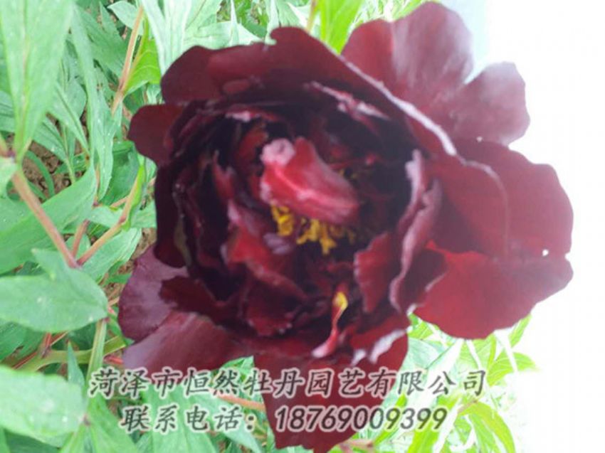 點擊查看詳細信息<br>標題：黑色牡丹 閱讀次數(shù)：1117