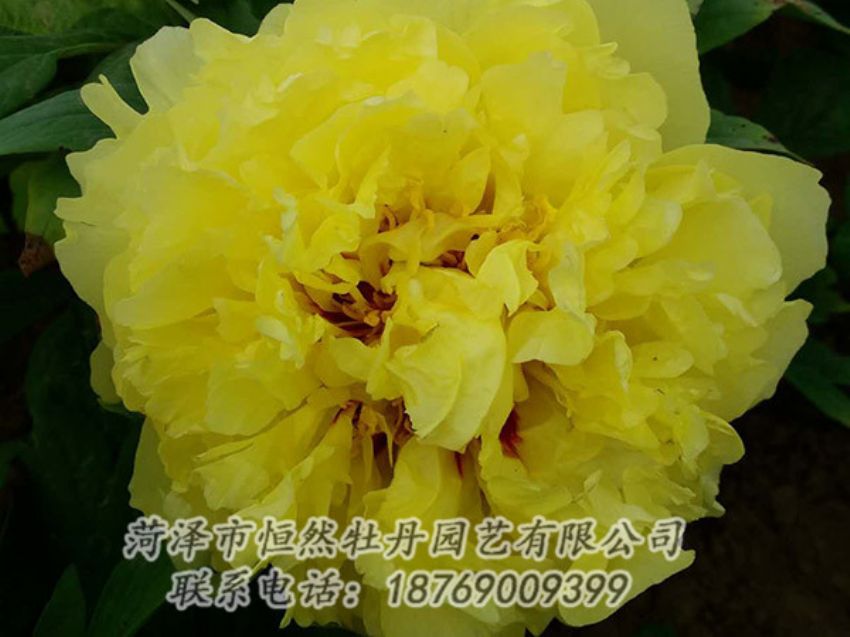 點(diǎn)擊查看詳細(xì)信息<br>標(biāo)題：黃色牡丹 閱讀次數(shù)：1108