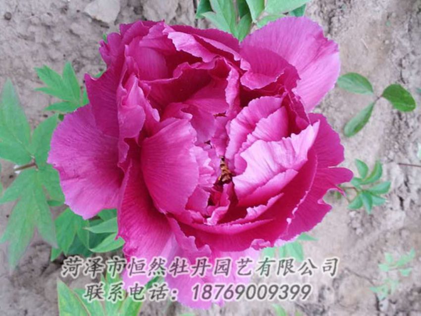 點(diǎn)擊查看詳細(xì)信息<br>標(biāo)題：紫色牡丹 閱讀次數(shù)：997