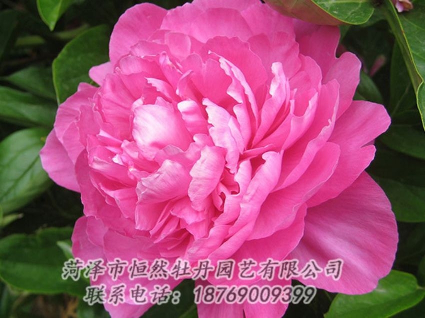 點擊查看詳細信息<br>標題：紅色芍藥 閱讀次數(shù)：1020