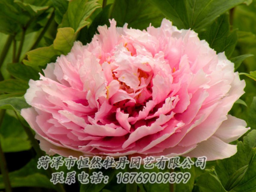 點(diǎn)擊查看詳細(xì)信息<br>標(biāo)題：粉色牡丹 閱讀次數(shù)：1928